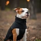 Жилет Noble Pet Softshell Ostin O4143/M Navy - изображение 3