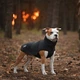 Жилет Noble Pet Softshell Ostin O4143/M Navy - изображение 4