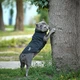 Жилет Noble Pet Softshell Ostin O4143/M Navy - изображение 6