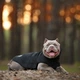 Жилет Noble Pet Softshell Ostin O4143/M Navy - изображение 10