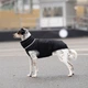 Пуховик Noble Pet Bobby B4141/2XL Black - изображение 6