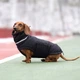 Пуховик Noble Pet Bobby B4141/2XL Black - изображение 9