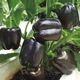 Перец сладкий Черный квадрат (раннеспелый) 0,2 г - изображение 2