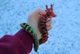 Декоративний Артикуляційний Дракон Articulated Christmas Dragon 3Д Друк Синій 50 См - зображення 2