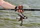 Вудилище коропове Kalipso Titan Carp 3.60m 3.5lb (129914) 20061400 - зображення 7