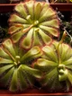 Насіння росянки Алісія Drosera Aliciae 20шт - изображение 1