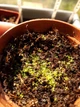 Насіння росянки Капська Drosera Capensis Alba 20шт - изображение 8