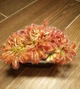 Рослина Росянка Спатулата Lovelae Drosera Spatulata Lovellae Комахоїдна рослина в горщику - изображение 5