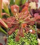 Насіння росянки Спатулата Drosera Spatulata Lovellae 20шт - изображение 5