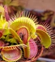 Насіння Діонея Венерина мухоловка 10штук + грунт 0.5л - изображение 5