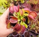 Рослина Dionaea muscipula Венерина мухоловка Діонея невелика в горщику - изображение 8