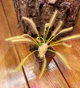 Рослина Росянка Капська Альба Drosera Capensis Alba рослина в горщику - изображение 2