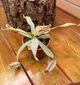Рослина Nepenthes Albomarginata Непентес Альбомаргіната в горщику - изображение 1