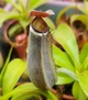 Рослина Nepenthes Albomarginata Непентес Альбомаргіната в горщику - изображение 7