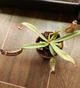 Рослина Nepenthes Albomarginata Непентес Альбомаргіната в горщику - изображение 8