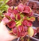 Рослина Dionaea muscipula Венерина мухоловка Діонея невелика в горщику - изображение 9
