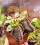 Рослина Цефалотус Фолікуляріс Cephalotus follicularis в горщику Комахоїдна рослина - изображение 2