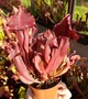Рослина Сарраценія Марун Sarracenia Maroon в горщику - изображение 1