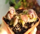 Рослина Цефалотус Фолікуляріс Cephalotus follicularis в горщику Комахоїдна рослина - изображение 6