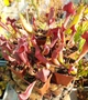 Рослина Сарраценія Марун Sarracenia Maroon Комахоїдна рослина в горщику дітка - изображение 2
