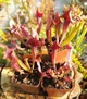 Рослина Сарраценія Марун Sarracenia Maroon Комахоїдна рослина в горщику дітка - изображение 4