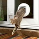Мікрочіп дверцята для кота sureflap, автоматична cat flap, rfid, біла - зображення 1