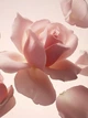 Автомобільний парфум Rituals Private Collection Cashmere Rose Car Air Freshener, 2*3г. - изображение 4