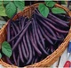 Семена спаржевой фасоли Царевна 15 шт Элитсортсемена - изображение 2