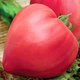 Семена Томат Бычье сердце розовый GL Seeds 0.1г (For Hobby515) - изображение 2