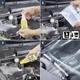 Рідина для бачка омивача Sonax літній концентрат 1:10 Citrus 250 мл (260200) - зображення 3