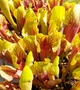 Рослина Сарраценія Вогел Sarracenia Vogel в горщику хижа рослина - зображення 1