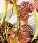 Рослина Сарраценія Sarracenia хижа рослина в горщику - зображення 3