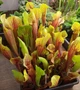 Рослина Сарраценія Вогел Sarracenia Vogel в горщику хижа рослина - зображення 3