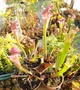Рослина Сарраценія Sarracenia хижа рослина в горщику - зображення 4