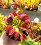 Насіння Dionaea muscipula Мухоловка 10шт + 0,5л грунт - изображение 6
