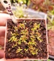Насіння Dionaea muscipula Мухоловка 10шт + 0,5л грунт - изображение 7