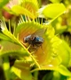 Насіння Dionaea muscipula Мухоловка 10шт + 0,5л грунт - изображение 8