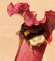 Рослина Сарраценія Sarracenia Purple Haz Хижа рослина в горщику - изображение 4