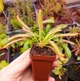Насіння росянка Капська Широколиста Capensis Broad 20шт - изображение 6