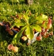 Рослина Непентес Вентрата Nepenthes Ventrata в горщику - изображение 4