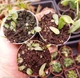 Пухирник Пузирчатка Лонгіфолія Пухирчатка Longifolia менша Хижа рослина - изображение 2