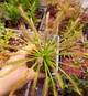 Насіння росянка Капська Drosera Capensis Giant 20шт - изображение 5