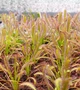 Рослина Росянка Капська Capensis в горщику - изображение 7