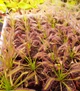 Рослина Росянка Капська Capensis в горщику - изображение 8