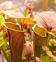 Рослина Сарраценія Тіго Sarracenia Tygo Рослина в горщику Середня - изображение 4
