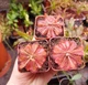 Насіння росянки Drosera Auyan Tepui 20шт - изображение 5