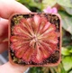 Насіння росянки Drosera Auyan Tepui 20шт - изображение 7