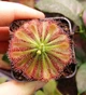 Насіння росянки Drosera Auyan Tepui 20шт - изображение 8