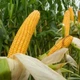 Насіння кукурудзи Оржиця 237 МВ ФАО 240 - зображення 4