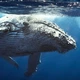 Постер Горбатий кит, whale, Megaptera novaeangliae, A1 60×90 см (id0284) - зображення 3